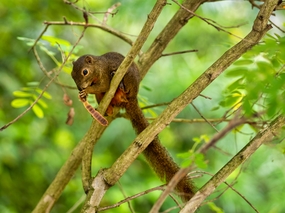 站在树枝上的野生松鼠图片